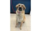Adopt LADY a Great Pyrenees, Mixed Breed