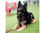 Adopt LUCIAN a German Shepherd Dog