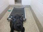 Adopt HERCULES MULLIGAN a Pit Bull Terrier