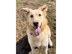 Adopt Ollie Harrington a Golden Retriever, German Shepherd Dog