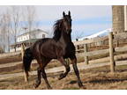 Gorgeous Registered Friesian Sport Horse Stallion 2 Year Old