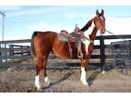 Flashy Registered American Saddlebred Mare, Rides Nicely Smooth and Easy to Sit