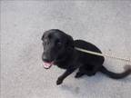 Adopt GRACE a Labrador Retriever, Mixed Breed