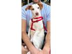 Adopt Puppy Ollie a Beagle, Terrier