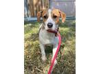 Adopt Puppy Toby a Beagle, Terrier