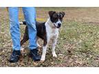 Adopt Jack a Australian Cattle Dog / Blue Heeler, Labrador Retriever