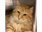 Adopt Chester a Domestic Long Hair