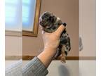 English Bulldog PUPPY FOR SALE ADN-547241 - English Bulldog Black MERLE