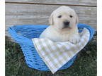 Labrador Retriever PUPPY FOR SALE ADN-547134 - Adorable lab puppy family raised