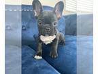 French Bulldog PUPPY FOR SALE ADN-547201 - BLACK ISABELLA CARRIER FEMALE