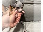 American Hairless Terrier PUPPY FOR SALE ADN-547006 - American hairless terrier