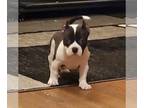 American Bully PUPPY FOR SALE ADN-539716 - Little man looking for his forever