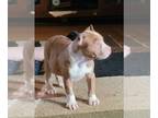 American Bully PUPPY FOR SALE ADN-539734 - Goldilocks is one of a kind