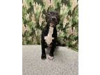Adopt Orzo a Pit Bull Terrier, Mixed Breed