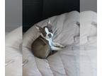 Boston Terrier PUPPY FOR SALE ADN-546725 - AKC Boston Terrier