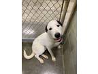 Adopt Podunk or Poe - has returned THANKFULLY!!!!! a Mixed Breed