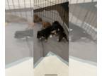 American Pit Bull Terrier-Doberman Pinscher Mix PUPPY FOR SALE ADN-546070 -