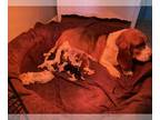 Basset Hound PUPPY FOR SALE ADN-546247 - Basset hound pups