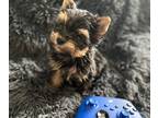 Yorkshire Terrier PUPPY FOR SALE ADN-546408 - FB Soleyou