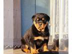 Rottweiler PUPPY FOR SALE ADN-546387 - Rottweiler Puppies