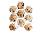 Golden Retriever PUPPY FOR SALE ADN-547103 - Bellas puppies