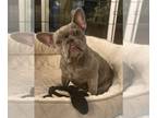 French Bulldog PUPPY FOR SALE ADN-547325 - Female Isabella 1 yr