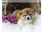 Shiba Inu PUPPY FOR SALE ADN-547154 - Shiba Inu Puppies for Sale