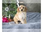 Cavapoo PUPPY FOR SALE ADN-547041 - Adorable Cavapoo Puppies Available Now