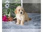 Cavapoo PUPPY FOR SALE ADN-547042 - Adorable Cavapoo Puppies Available Now