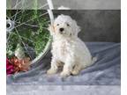 Cavapoo PUPPY FOR SALE ADN-547043 - Adorable Cavapoo Puppies Available Now