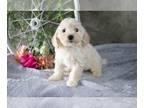 Cavapoo PUPPY FOR SALE ADN-547044 - Adorable Cavapoo Puppies Available Now