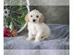Cavapoo PUPPY FOR SALE ADN-547045 - Adorable Cavapoo Puppies Available Now