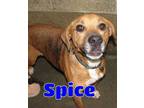 Adopt #3656 Spice a Beagle, Hound