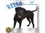Adopt Rello a Labrador Retriever, Great Dane