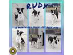Adopt Rudy a Pit Bull Terrier