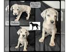 Great Dane PUPPY FOR SALE ADN-547278 - Great Dane Puppies