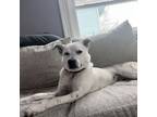 Adopt Powder a Cattle Dog, Mixed Breed