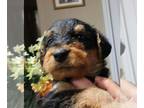 Airedale Terrier PUPPY FOR SALE ADN-547305 - CKC Registered Airedale Puppies