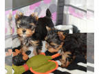 Yorkshire Terrier DOG FOR ADOPTION ADN-545911 - Miniature Yorkshire Terriers