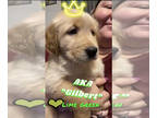 Golden Retriever DOG FOR ADOPTION ADN-546971 - Golden Retriever puppy