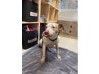 Adopt Ginger a American Staffordshire Terrier