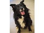 Adopt Tux a Border Collie, Mixed Breed