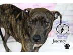 Adopt Journey a Boxer