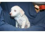 Adopt Regina's puppy Roxy a Border Collie