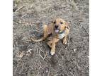 Adopt Pooh( Blue Bone collar) a Beagle, Coonhound