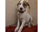 Adopt Eeyore( Red Collar ) a Coonhound, Beagle