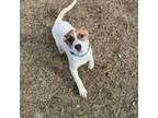 Adopt Tigger(Green Collar) a Beagle, Coonhound