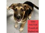 Adopt Victor a German Shepherd Dog, German Shorthaired Pointer
