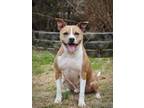 Adopt JAKE a Pit Bull Terrier, Mixed Breed