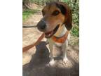 Adopt Osio a Treeing Walker Coonhound